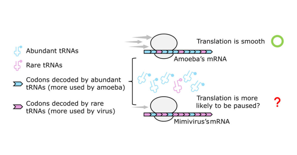 The secret room a giant virus creates inside its host amoeba