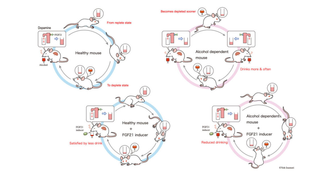 Using rare sugars to address alcoholism