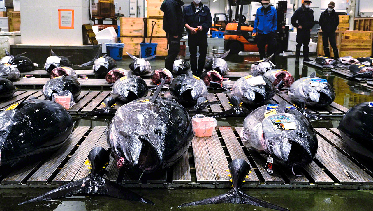 Late autumn to New Year is the season when Japanese Pacific bluefin tuna (hon-maguro), nicknamed “black diamonds,” are auctioned off. (© Uzawa Akihiko)