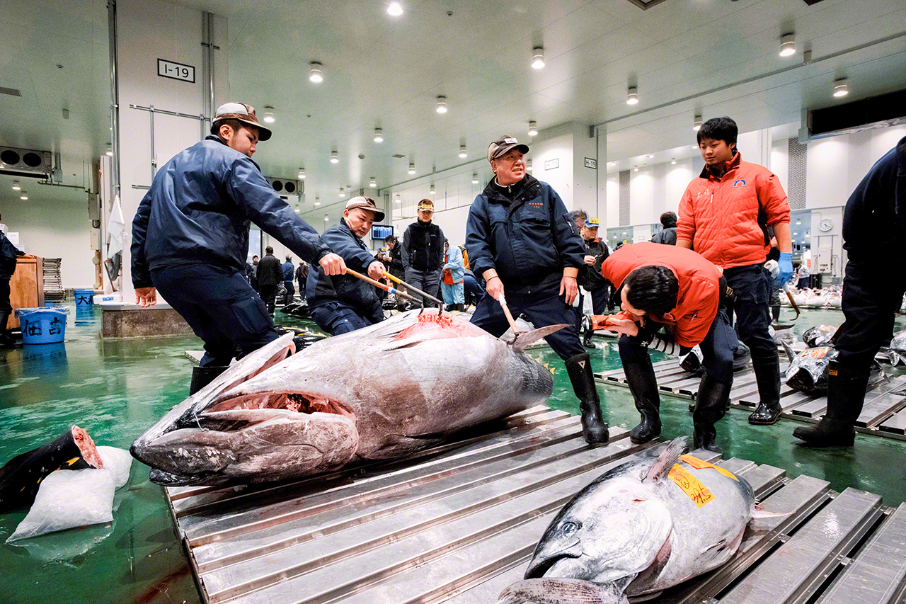 The belly of the tuna is opened to allow for inspection of the fattiness. (© Uzawa Akihiko)