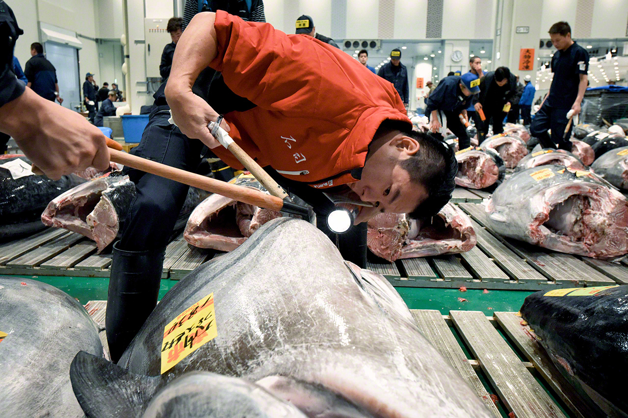 The taste, aroma, and texture varies, even for fish from the same location. (© Uzawa Akihiko)