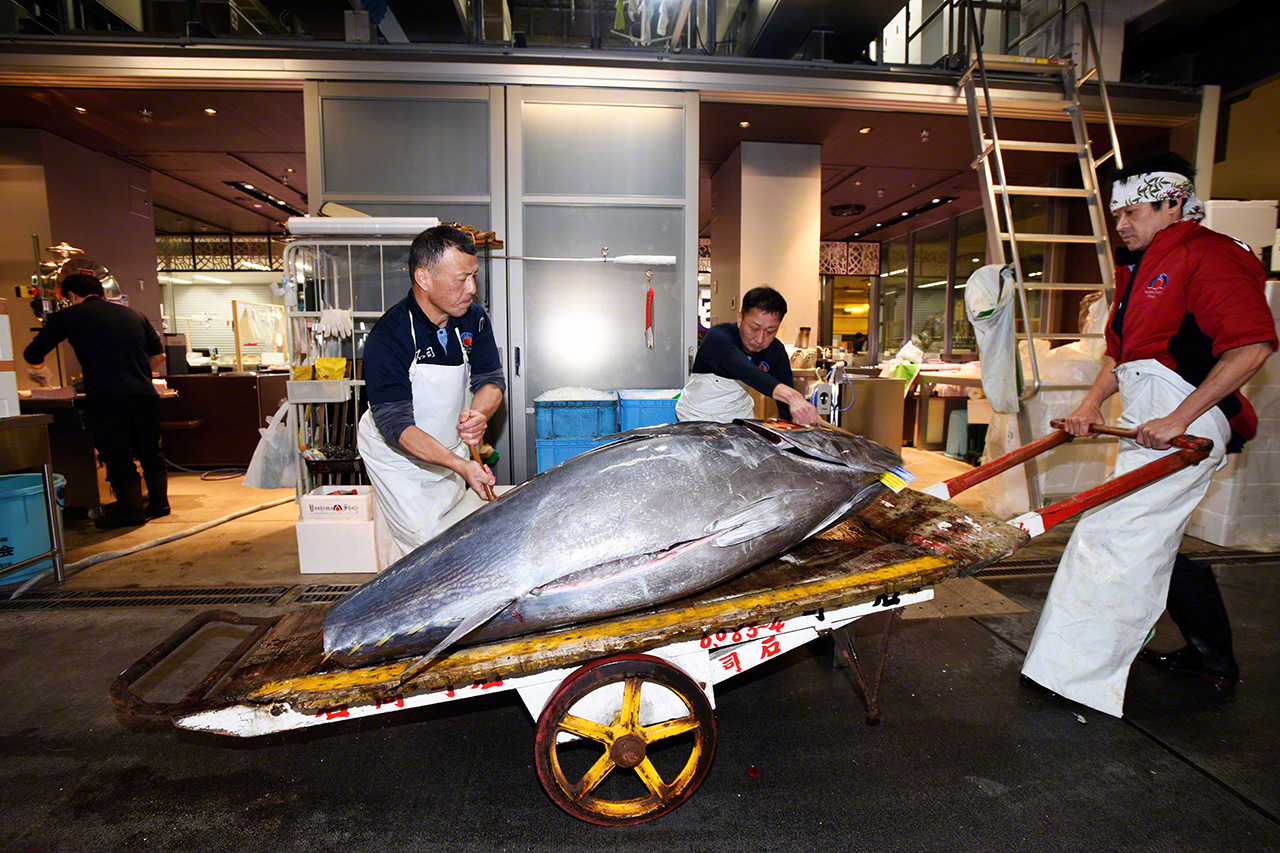 The tuna are quickly carted from the auction to the store on wagons. It requires some effort to move these enormous fish. (© Uzawa Akihiko)