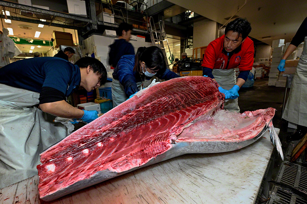 The value of the fish first becomes apparent when its belly is cut open. It’s a tense moment. (© Uzawa Akihiko)