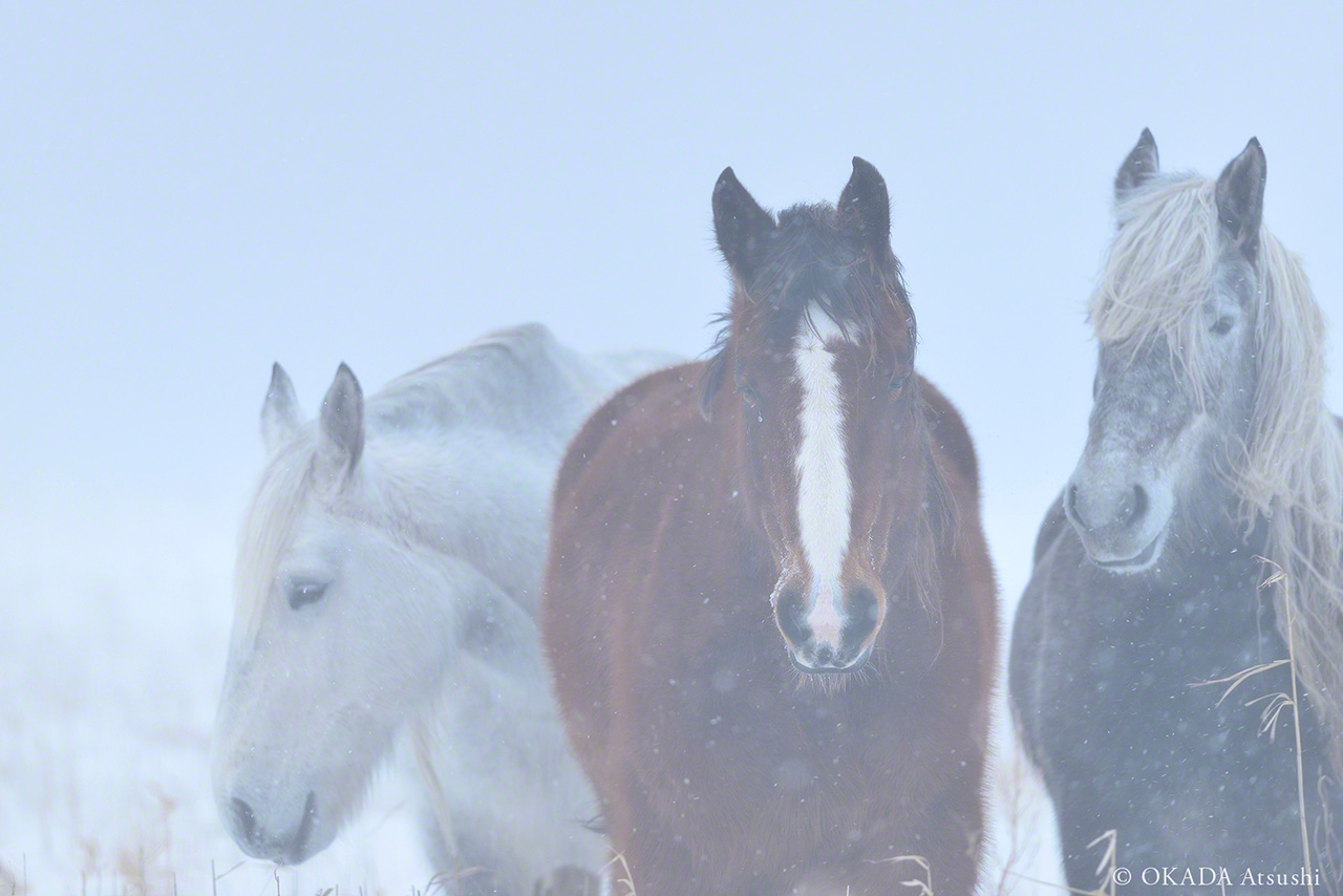 Huddling together in the snow, February 2014. (© Okada Atsushi)