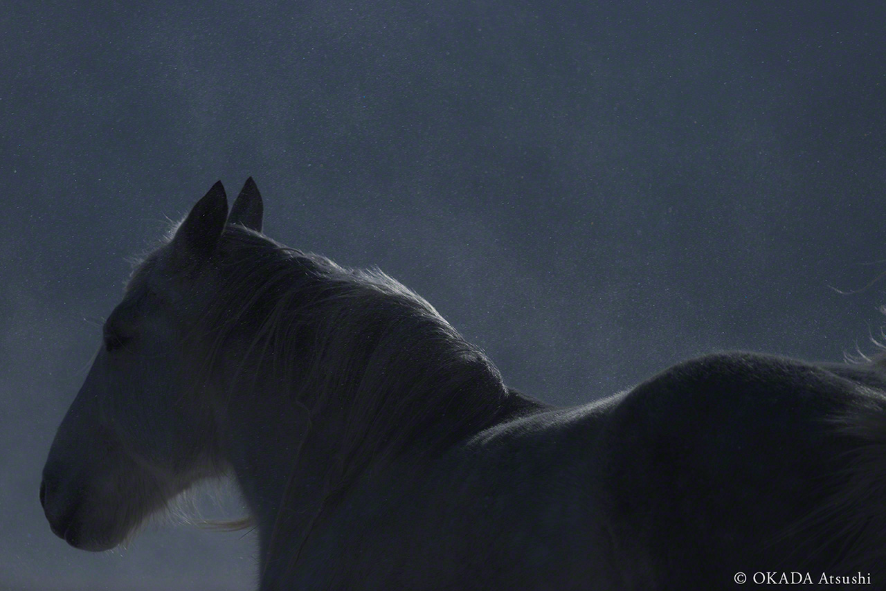 Fine snow swirling around a horse in the subzero cold, February 2014. (© Okada Atsushi)