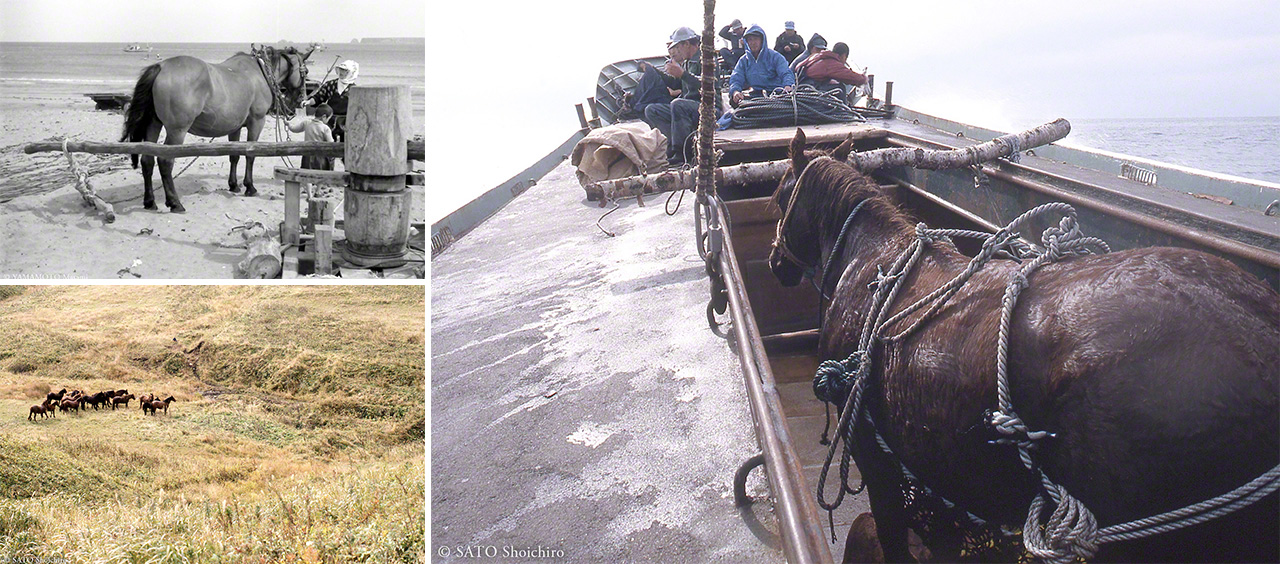 Clockwise from top left: Horses played a vital role in the local fishing industry in the 1940s–60s (© Yamamoto Masami); horses being transported off the uninhabited island (year unknown, © Satō Shōichirō); a herd roaming the island. (year unknown, © Satō Shōichirō)