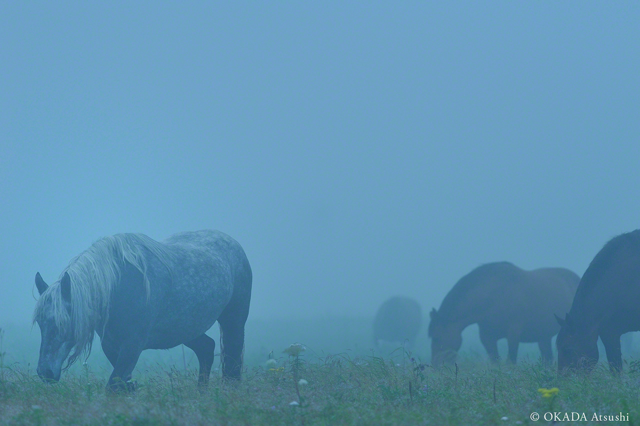 Grazing in the summer mist in a field of wildflowers, August 2013. (© Okada Atsushi)