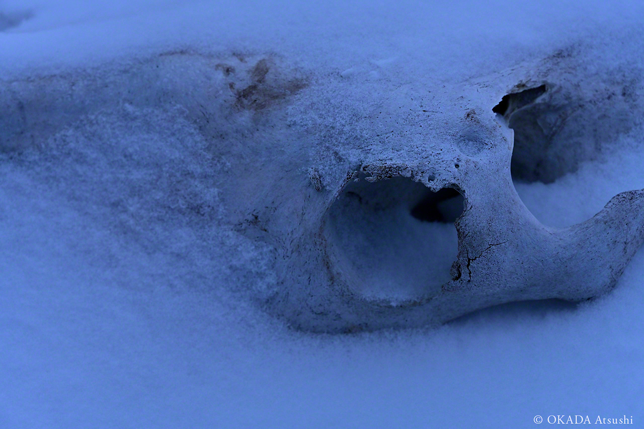 Many horses now sleep beneath the soil of the island’s meadows, February 2019. (© Okada Atsushi)