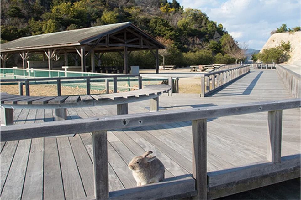 Japan’s ‘rabbit island’ considers introducing tourist tax following increased littering Japan’s ‘rabbit island’ considers introducing tourist tax following increased littering