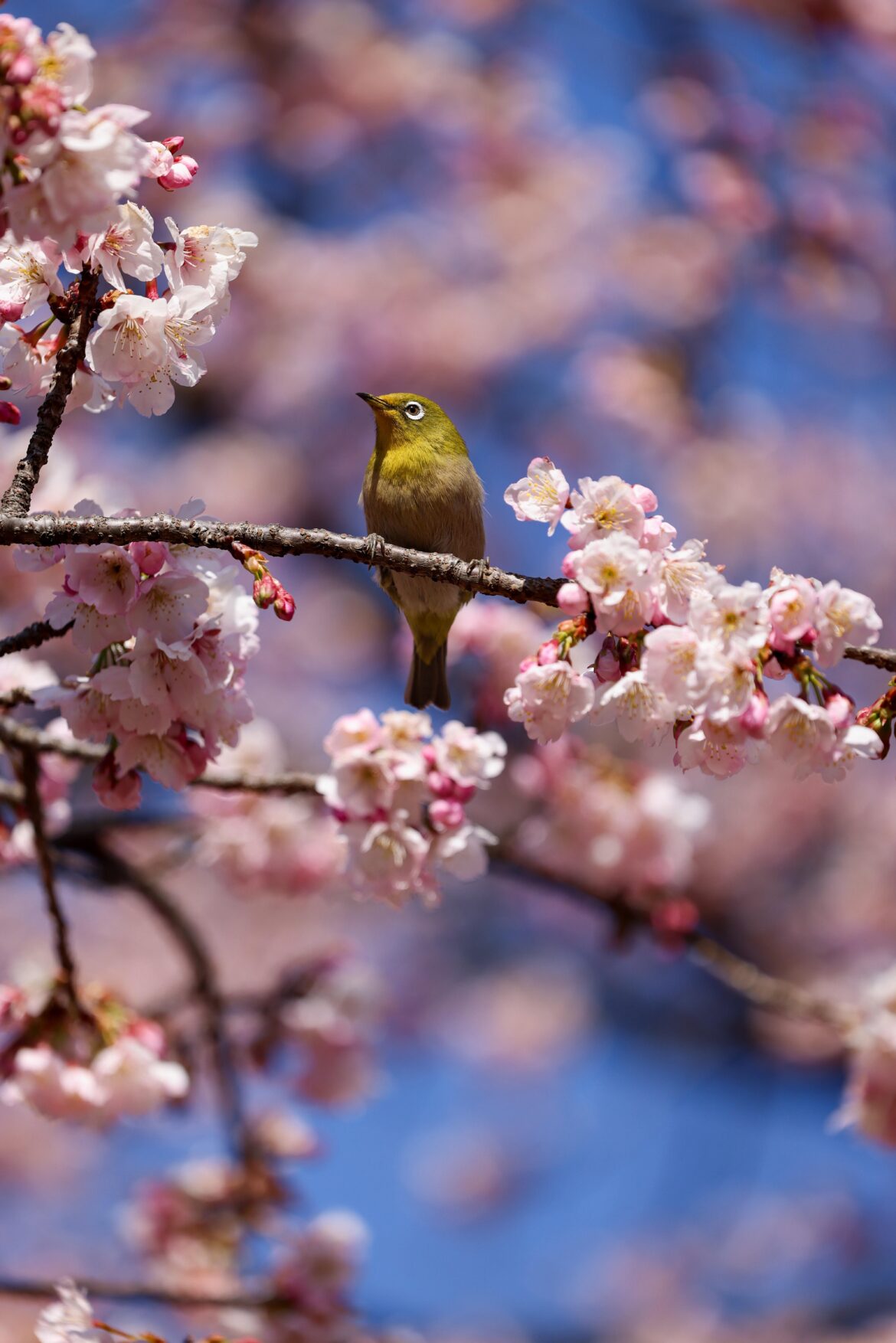 Older photo - Tokyo March 2024