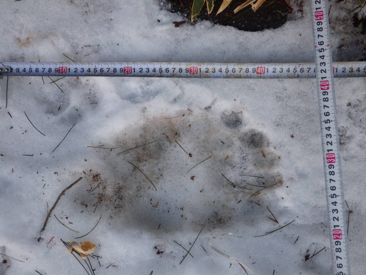 Bear sightings in Japan continue into 2026