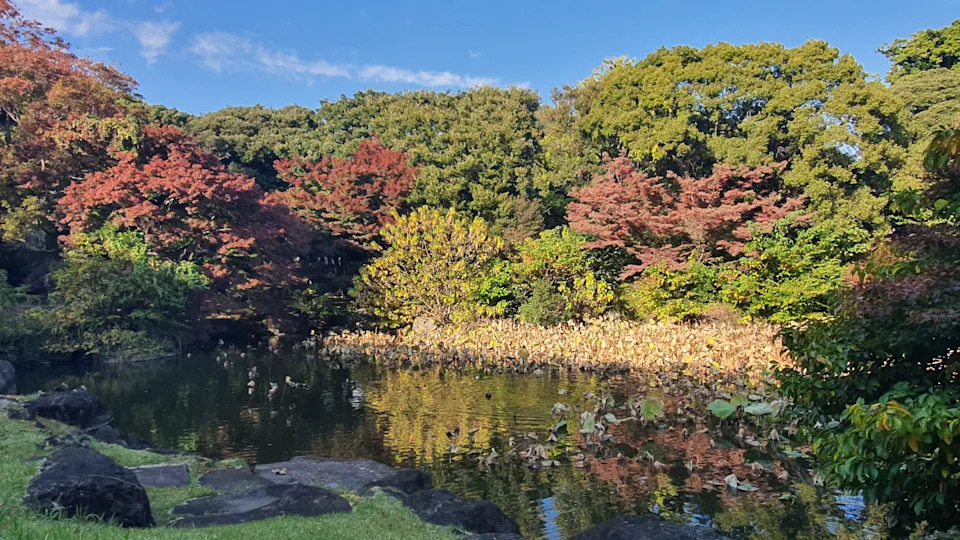 Maple leaves on trees in Japan
