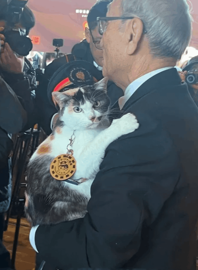 Yontama, the newest cat station master at Kishi station