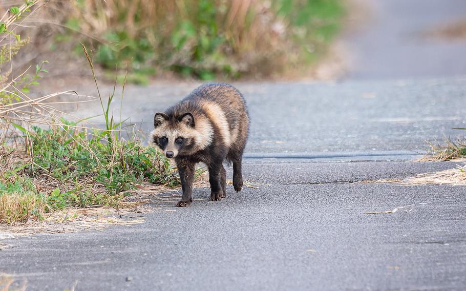 Tanuki (raccoon dog)