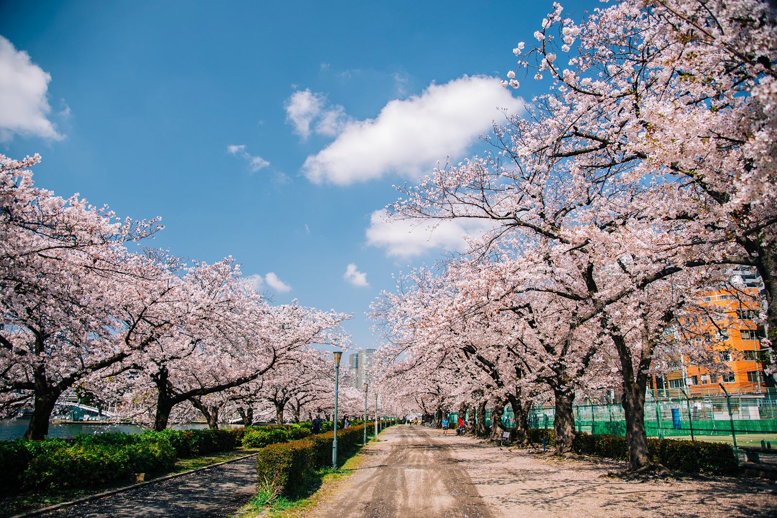 Cherry blossom in full bloom along Okawa river in Osaka