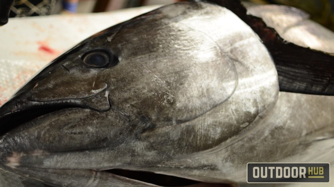 535lb Bluefin Tuna Sells for Record $3.2 Million Dollars in Tokyo