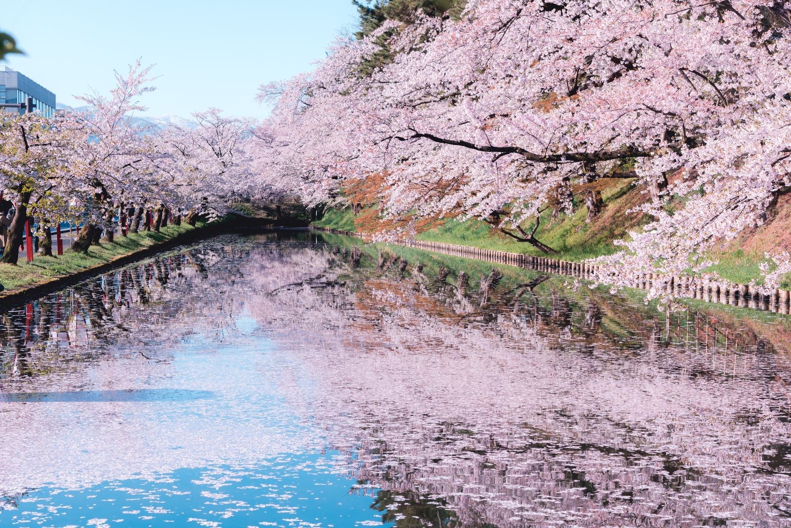 Image may contain Flower Plant Cherry Blossom Nature Outdoors and Scenery