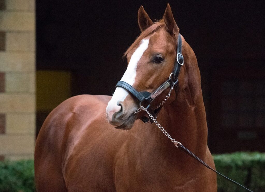 Nicely Bred Good Magic Filly Down To Debut at Kyoto Nicely Bred Good Magic Filly Down To Debut at Kyoto