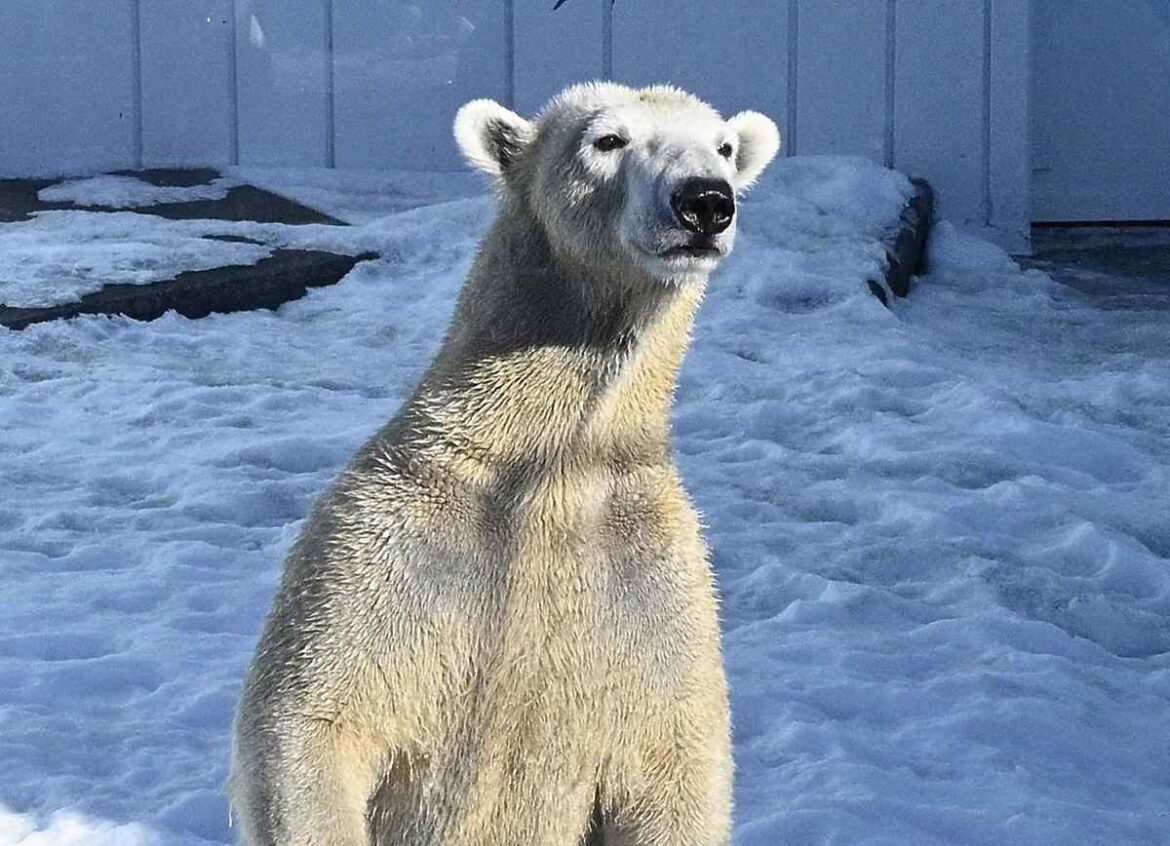 Kushiro Zoo in Hokkaido Gets New Polar Bear