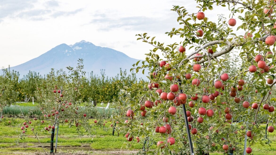 Why this Japanese prefecture is obsessed with apples