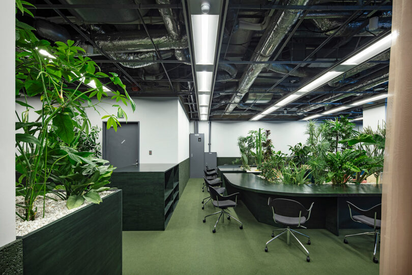 Modern office space with green carpeting, dark desks, black chairs, and several large indoor plants; exposed industrial ceiling visible.