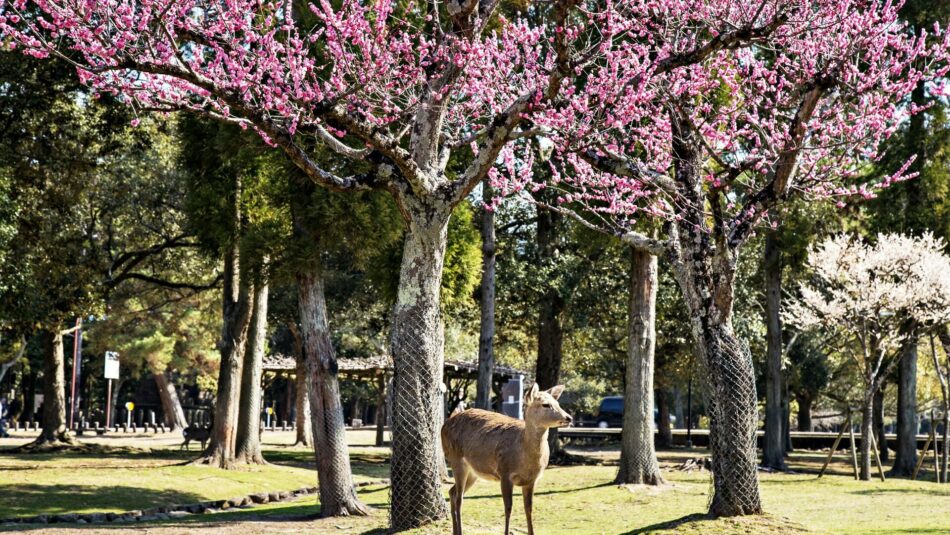 Deer in Nara, Japan