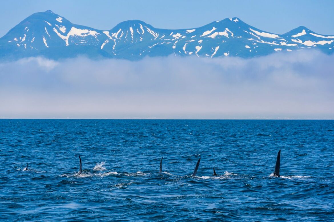 Orcas off the coast of Hokkaido