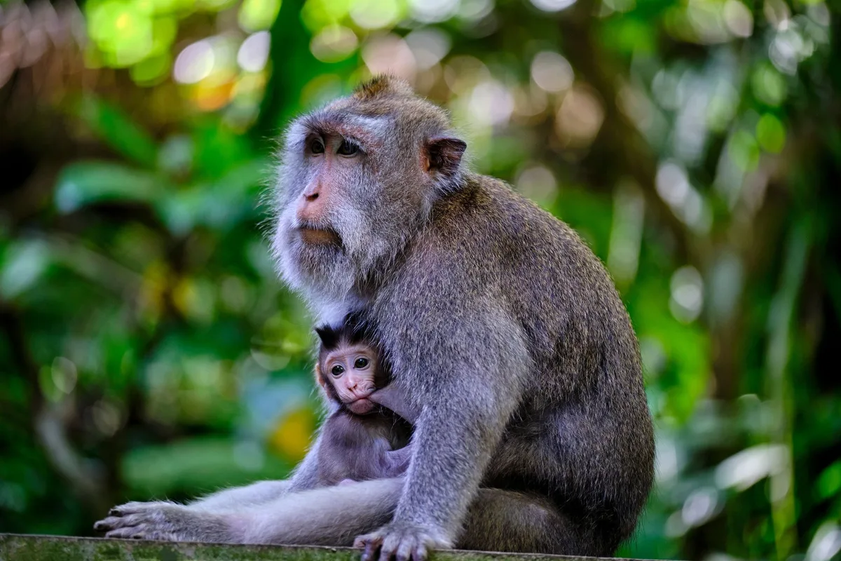 A macaque monkey with her baby