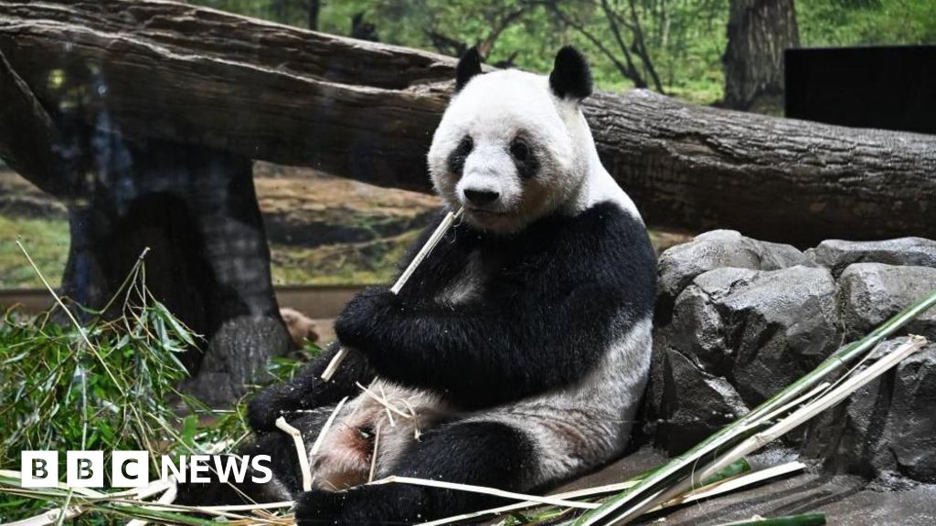 Panda Diplomacy Fails: Japan Bids Tearful Goodbye to Xiao Xiao | Streamline Feed Japan returns pandas to China amid strained ties