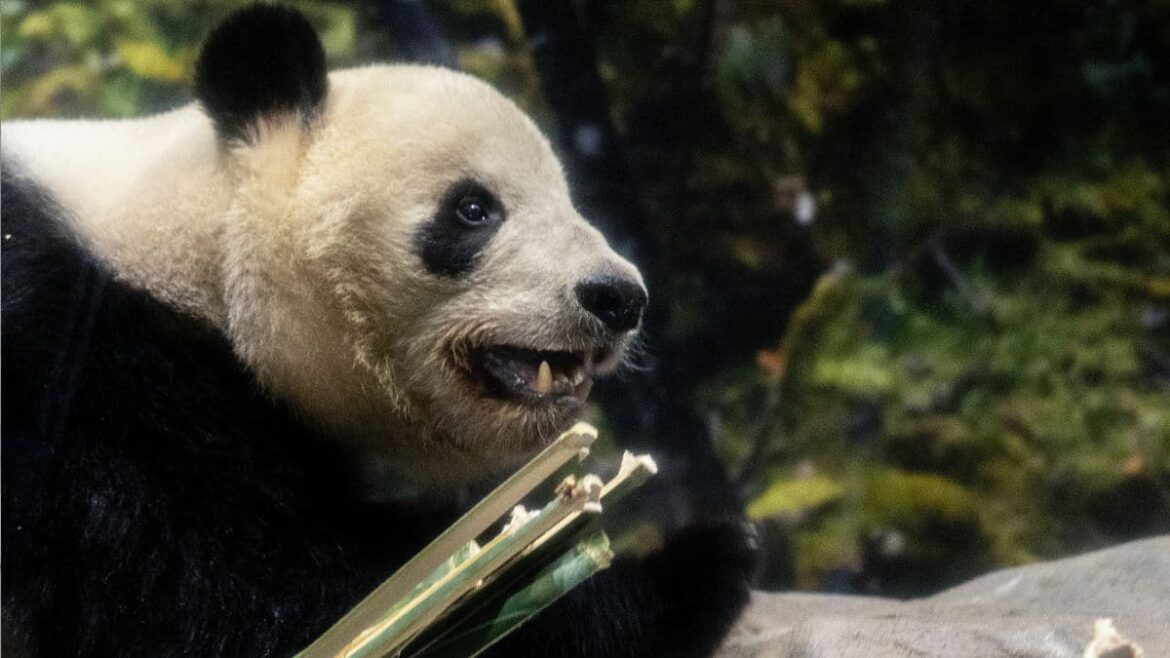 Tokyo bids farewell to last pandas as Lei Lei and Xiao Xiao return to China amid souring relations – Firstpost Tokyo bids farewell to last pandas as Lei Lei and Xiao Xiao return to China amid souring relations – Firstpost