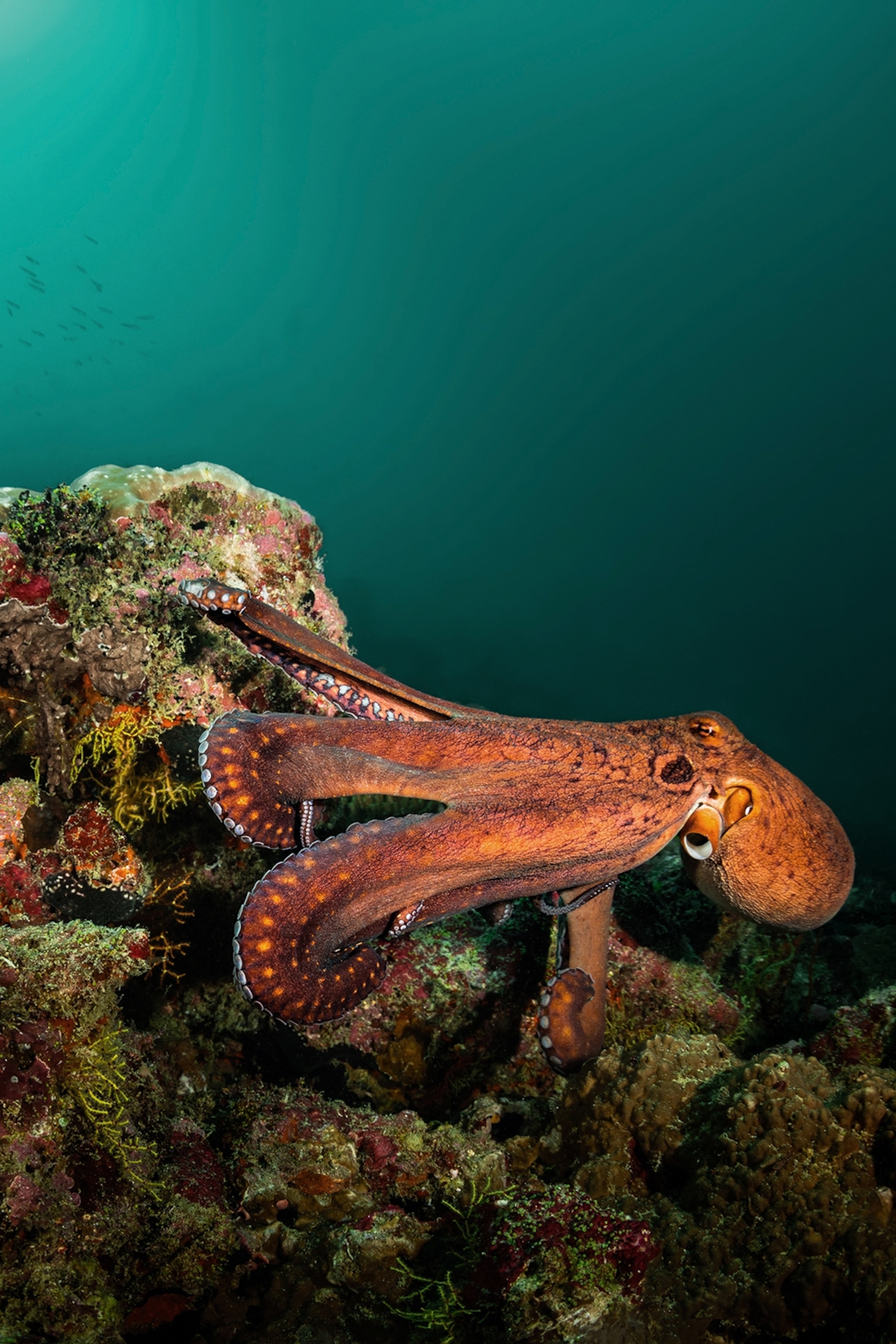 octopus