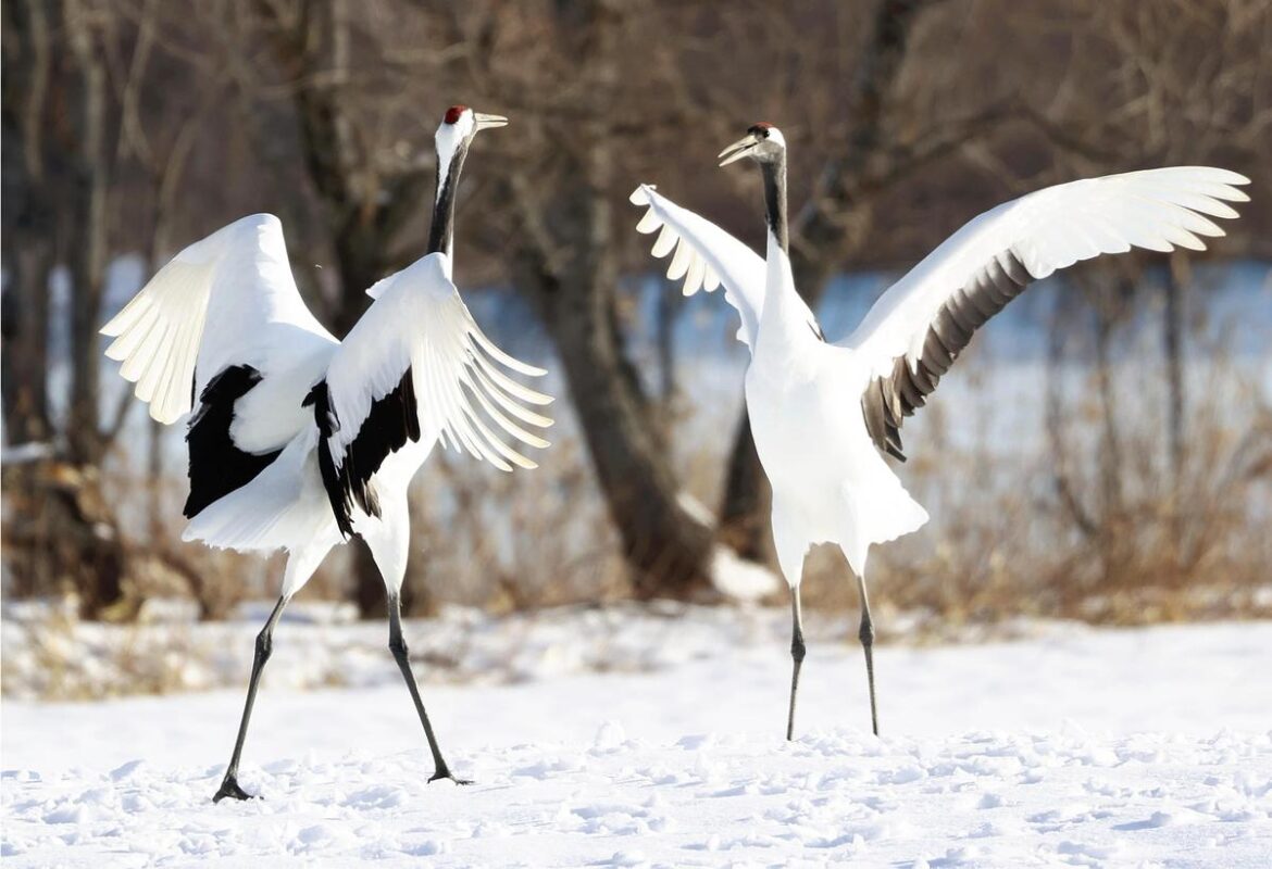 Red-crowned Cranes Enjoy Snowy Weather in Japan’s Hokkaido