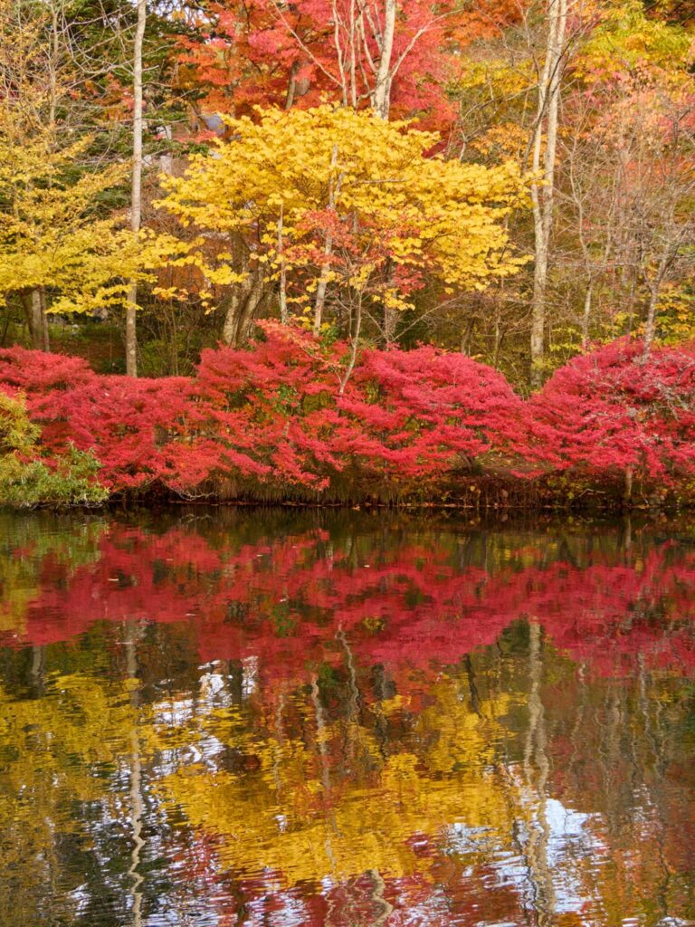 Peak autumn in Kumoba Pond, Karuizawa