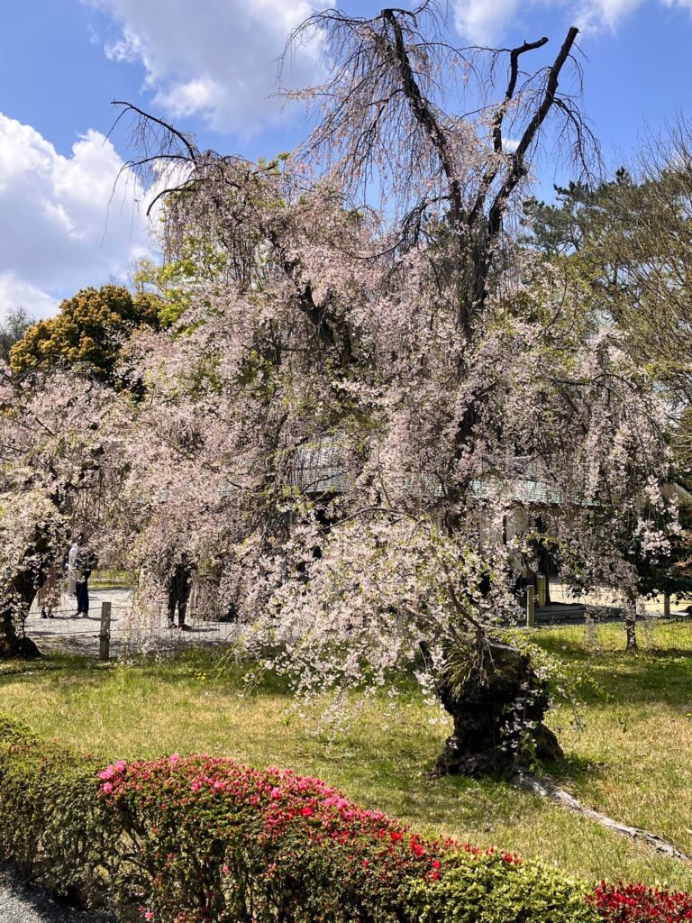 Spring in Japan