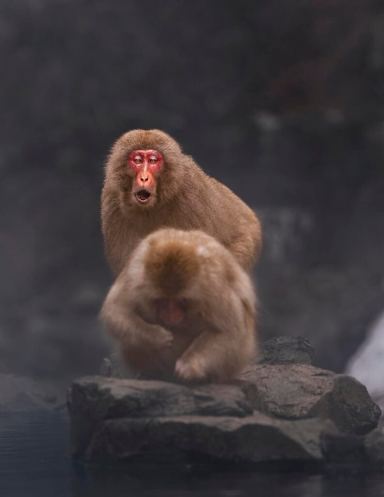 Pictures from Jigokudani Monkey Park