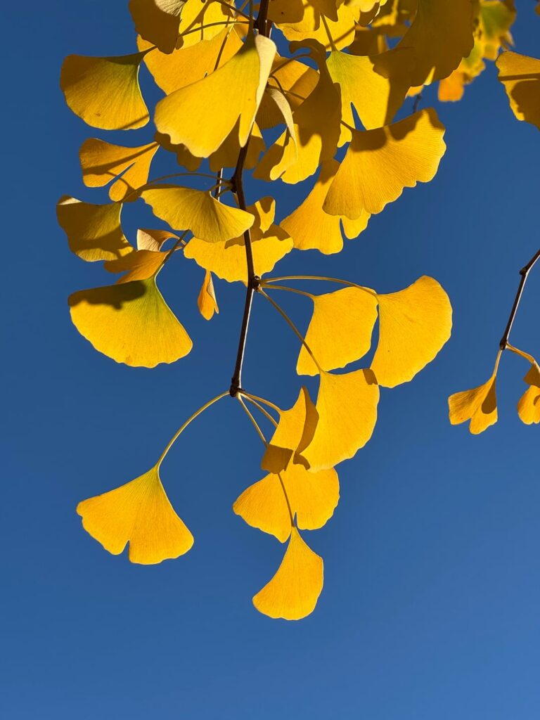 Ginkgo in Tokyo