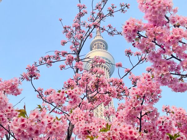 Hello Hanami: Best Spots to View Cherry Blossoms in Tokyo 2026