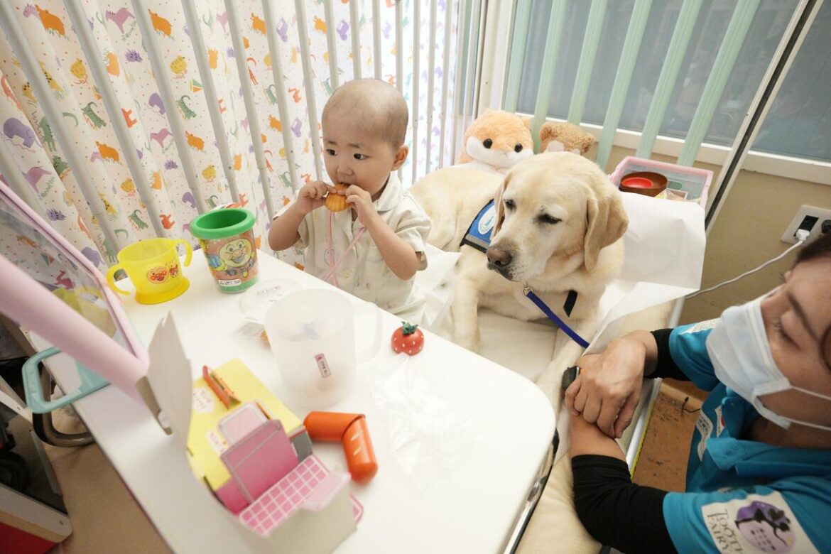 Japan’s hospital dogs bring moments of normalcy to seriously ill children Japan's hospital dogs bring moments of normalcy to seriously ill children
