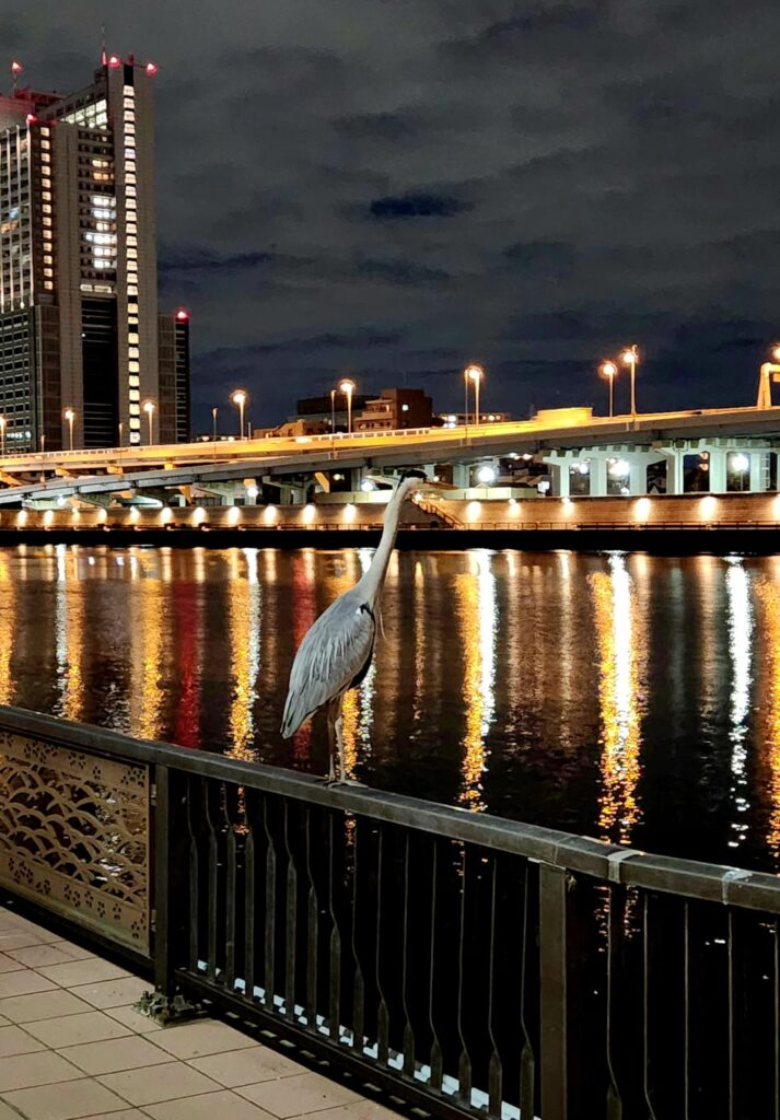 Chill bird I saw on my jog