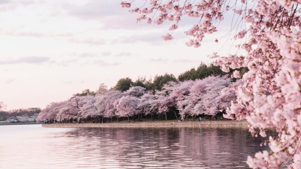 Where to Experience Authentic Japanese Traditions in 2026 Stephanie Maris