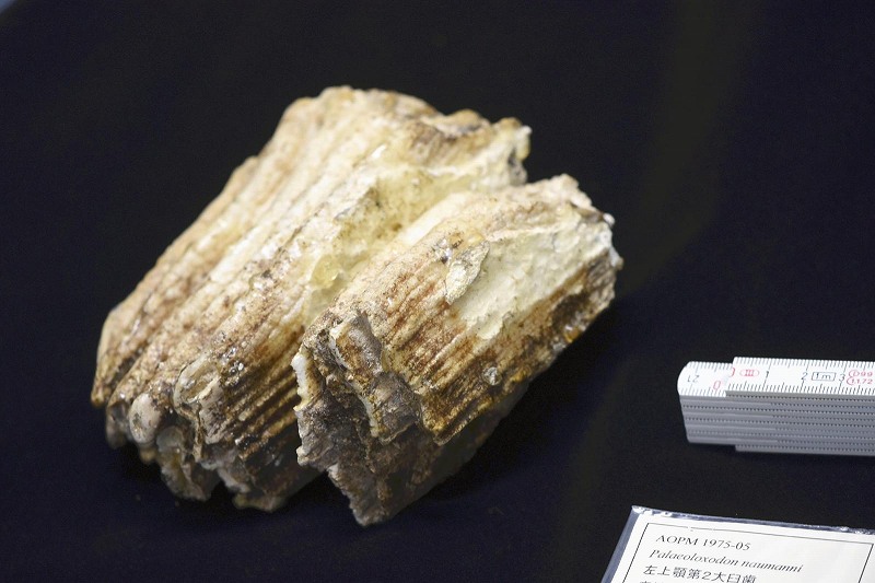 Ancient Japanese elephant evolved earlier than previously thought, DNA analysis suggests Ancient Japanese elephant evolved earlier than previously thought, DNA analysis suggests