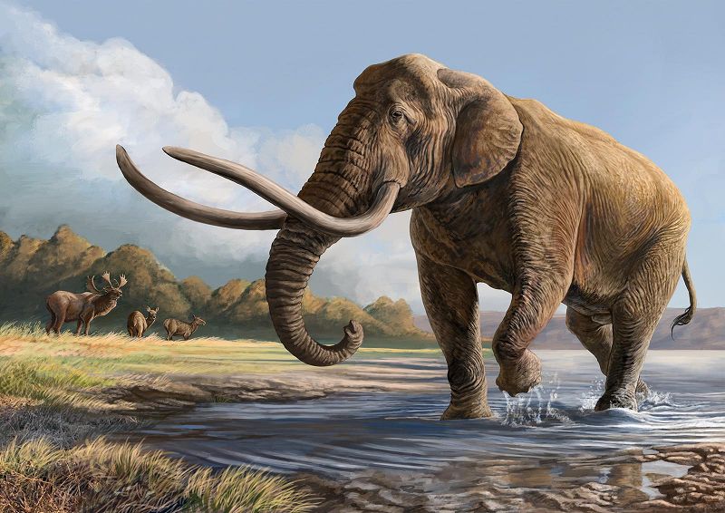 Ancient Japanese elephant evolved earlier than previously thought, DNA analysis suggests