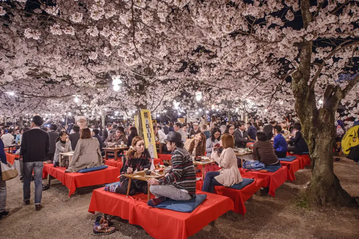 Crowds enjoy nighttime hanami under cherry blossom trees at Maruyama Park in Kyoto