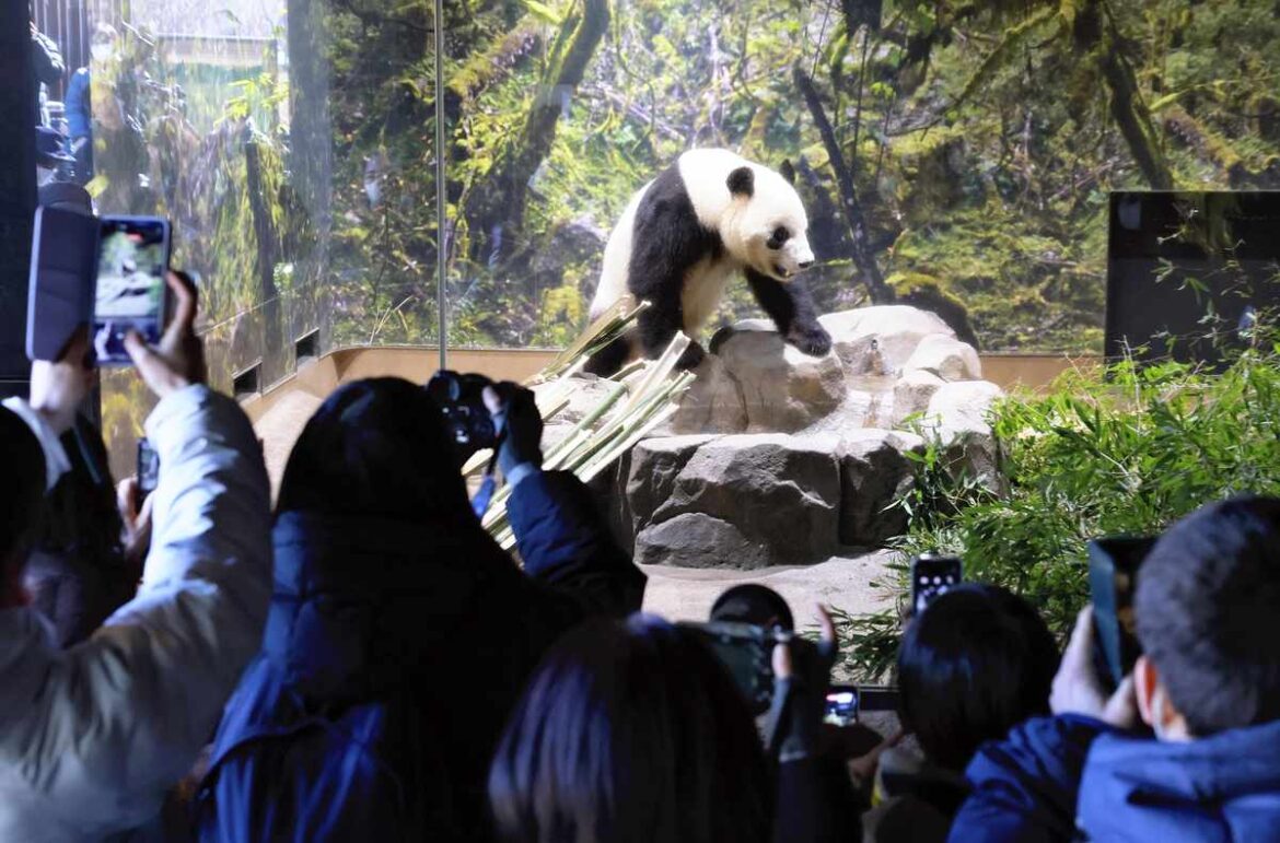 4,400 Visit Twin Pandas for Final Public Viewing; Japan’s Ueno Zoo Says Goodbye to Xiao Xiao, Lei Lei