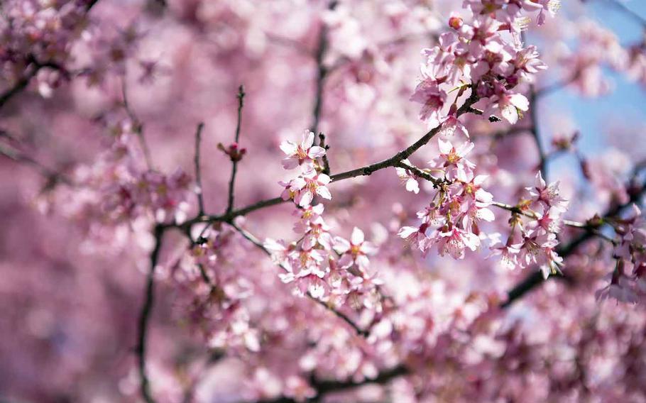 A full close-up of cherry blossoms.