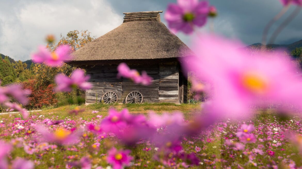 Autumn Bloom in Tottori