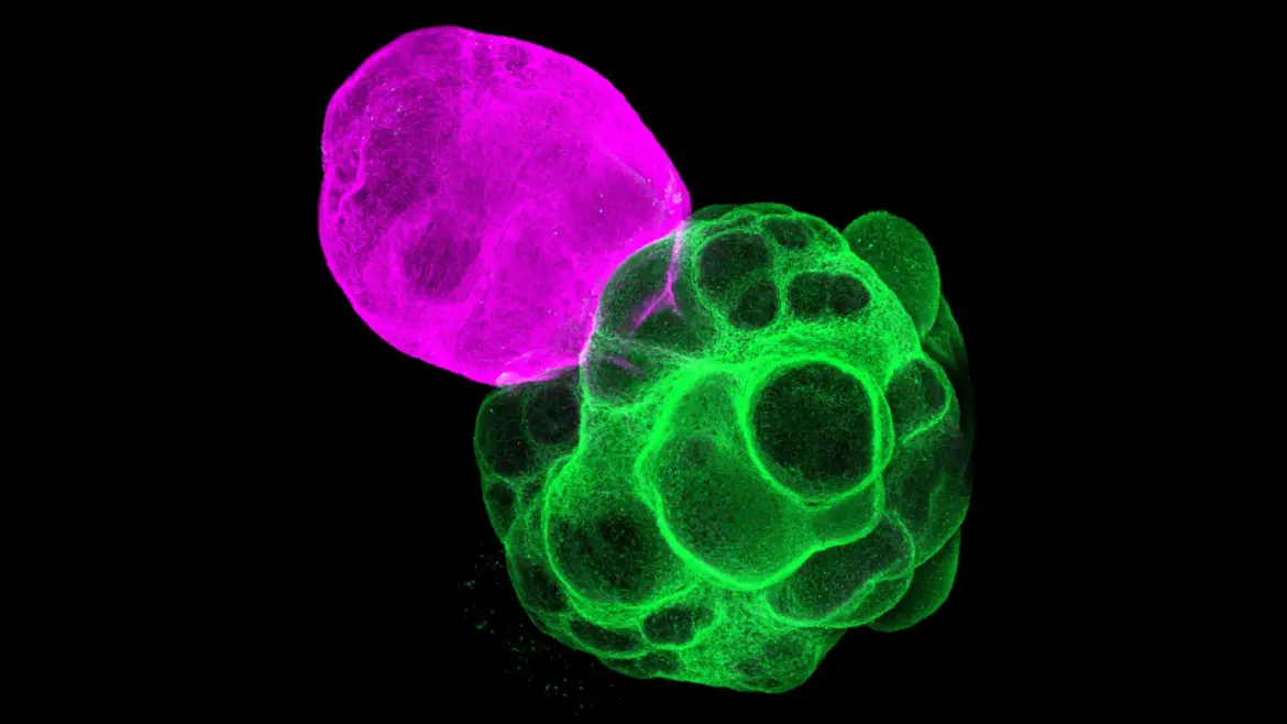 Japanese scientists just built human brain circuits in the lab