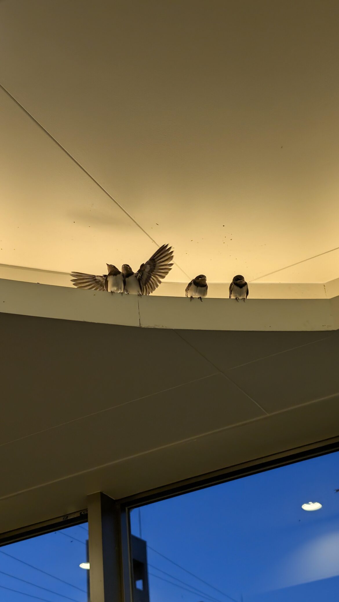 Swallows before leaving the nest