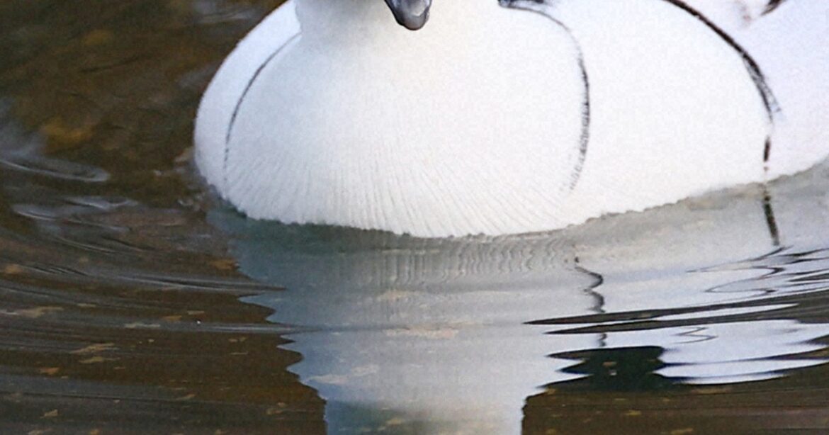 'Panda duck' spotted at Osaka Castle delights visitors