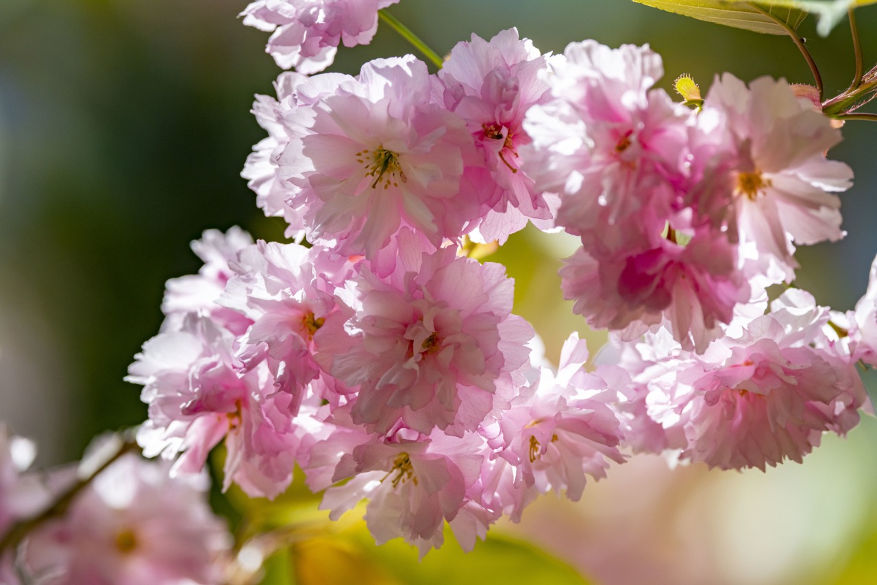 2026北海道櫻花什麼時候開？有哪些櫻花品種？